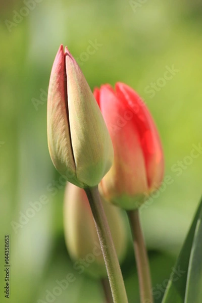Obraz red tulips on green background
