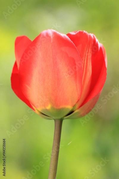 Obraz red tulips on green background