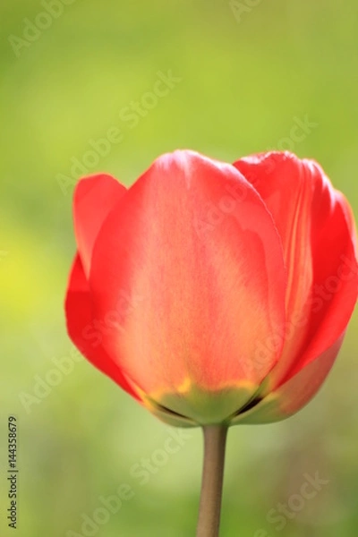 Obraz red tulips on green background
