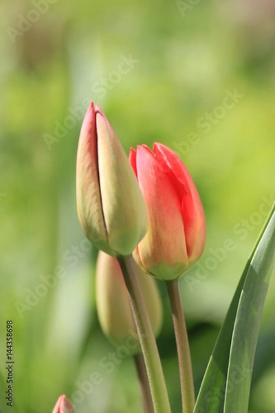 Obraz red tulips on green background