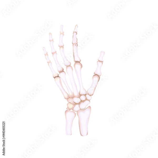 Obraz human hand skeleton bones without background