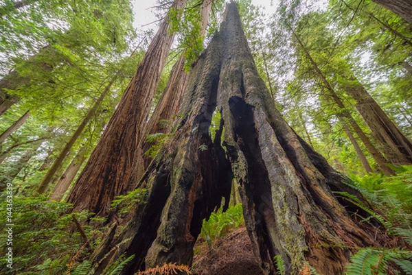 Fototapeta Beautiful texture of bark of old redwood. Amazing green forest of sequoia. Redwood national and state parks. California, USA