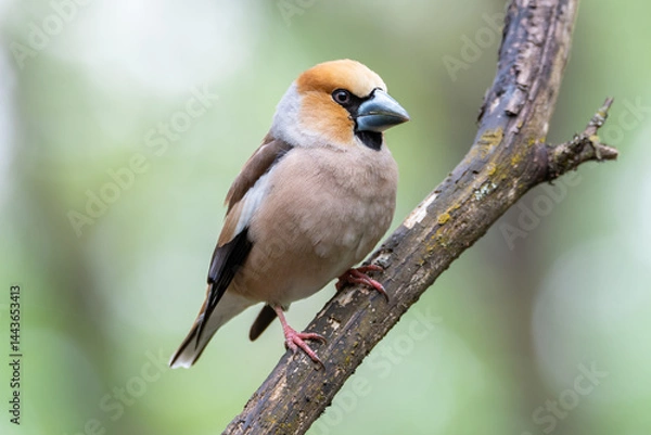 Fototapeta Hawfinch grosbeak in soft colors in the forest