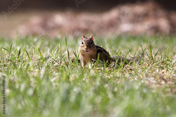 Fototapeta Chipmunk on the grass