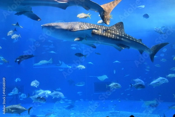 Fototapeta ジンベイザメ