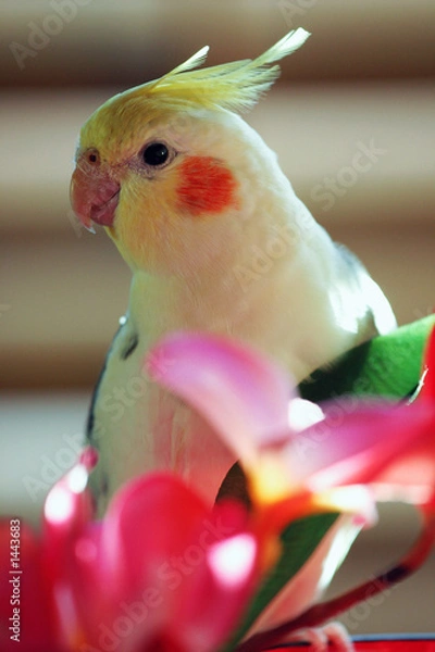Obraz yellow cockatiel or parrot