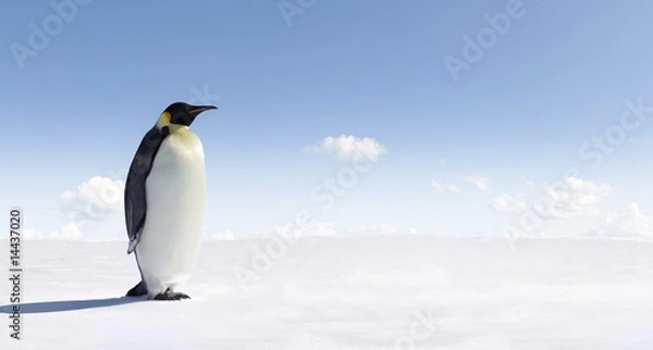 Obraz Penguin