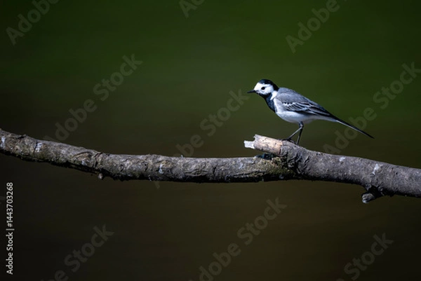 Fototapeta Bachstelze