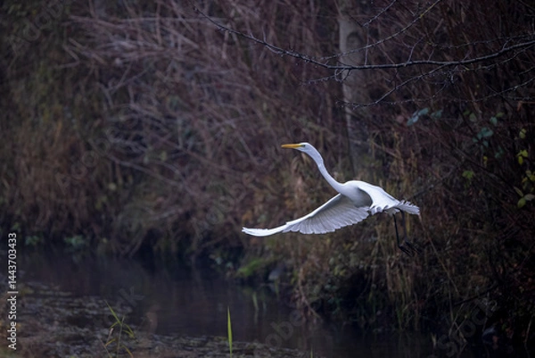Fototapeta Silberreiher