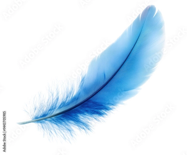 Obraz Delicate blue feather nature artistic soft light isolated on transparent background