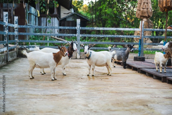 Obraz Goats in a barn