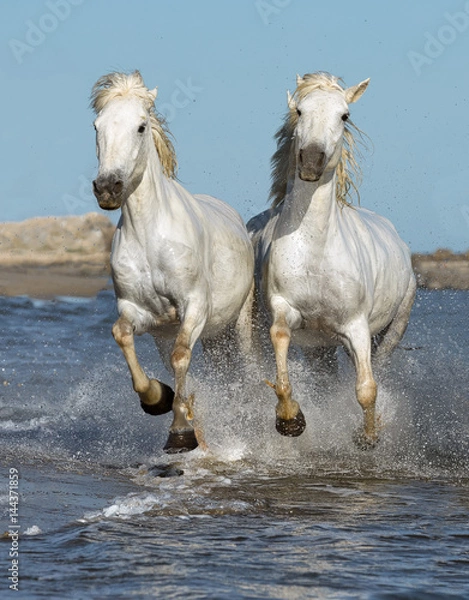 Fototapeta White Camargue Horses galloping along the beach in Parc Regional de Camargue - Provence, France