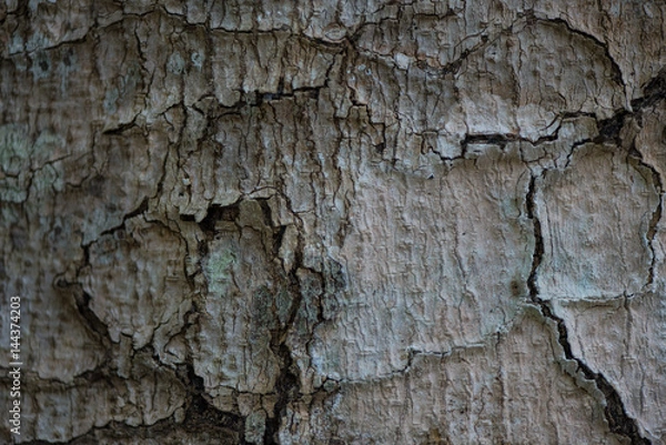 Fototapeta Tree bark texture