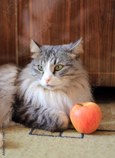 Obraz Disgruntled cat and apple