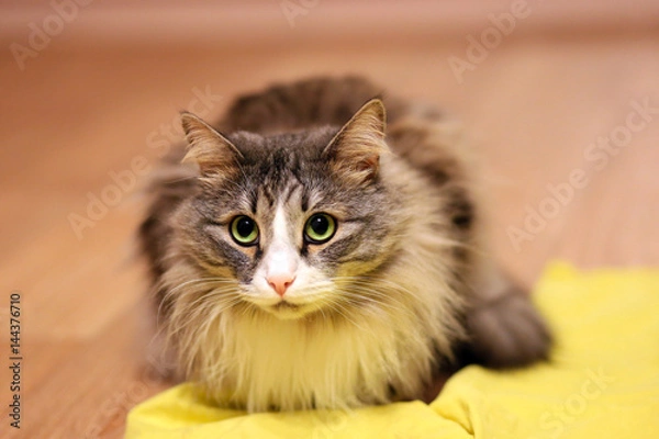 Obraz Disgruntled cat