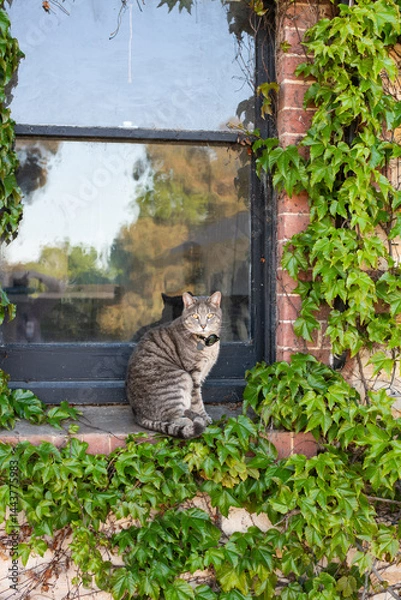 Obraz short-haired grey cat on a window, surrounded by summertime ivy. He is wearing a gps tracking device on his collar