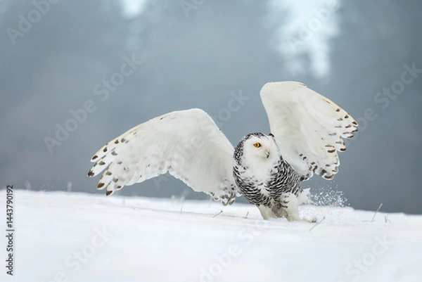 Obraz Hunting owl winter nature. Snowy owl, Bubo scandiacus, perched on snowy meadow with widely spread wings. Beautiful white polar bird with yellow eyes. Wild arctic owl in habitat. Winter landscape.