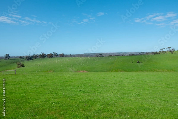 Obraz stunning green hills with blue skies, and a flock of white sheep in the background