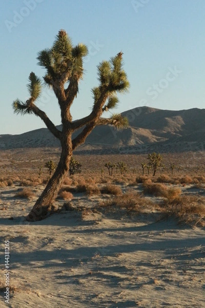 Obraz Joshua desert sky