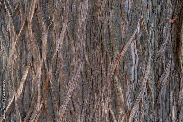 Obraz Close-up of the textured bark of a bald cypress tree (Taxodium distichum), featuring twisted, fibrous patterns and vertical grooves. intricate natural design aged, rugged character, background texture