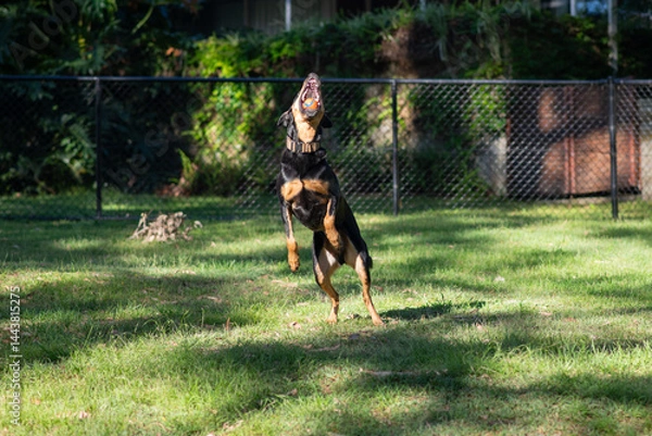 Obraz A huntaway dog leaps energetically in a fenced park, catching a red ball in his mouth.  