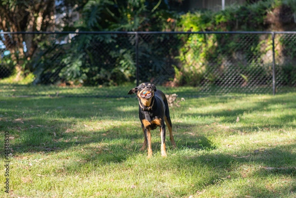 Obraz a happy dog standing in a park with a ball in his mouth