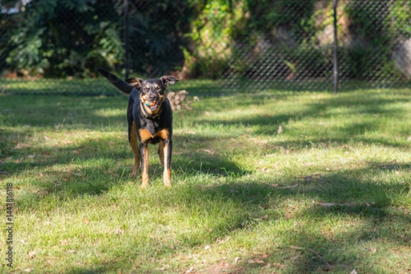 Obraz a happy dog standing in a park with a ball in his mouth