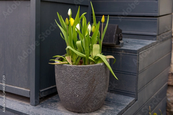 Fototapeta Tulips in a Gray Stone Flower Pot