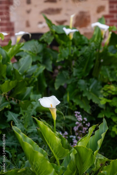 Obraz white lillies in bloom in a garden
