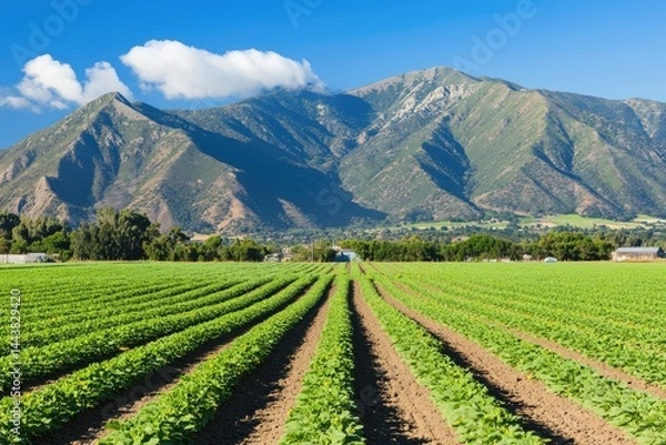 Fototapeta Lush green rows of crops stretch towards a mountain range under a vibrant blue sky  A landscape of agricultural fields and peaks
