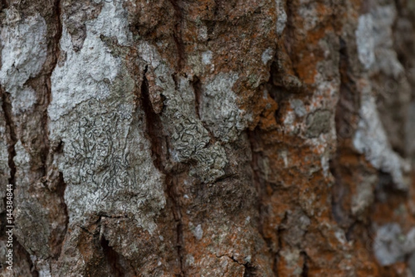 Fototapeta Tree bark texture