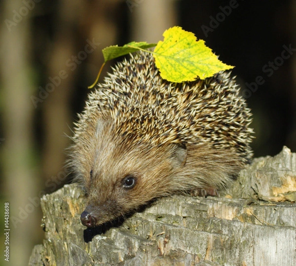 Obraz Hedgehog on the stump