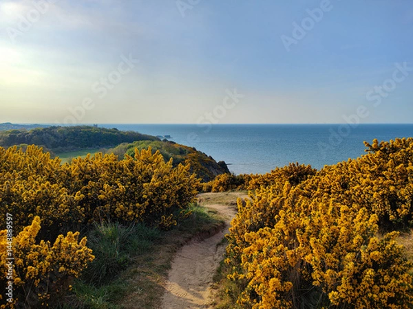 Obraz Scenic seashore view from the cliffs. Blue water, footpath, hills and yellow flowers. Cromer, Norfolk, England, UK