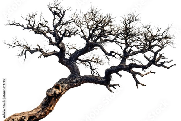 Fototapeta Twisted Tree with Gnarled Branches and Sparse Foliage in Detail