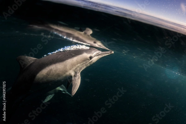Fototapeta Dolphins surge through the surface off the coast of Port Stephens, Australia.