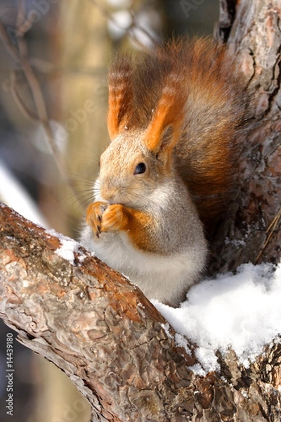 Obraz Squirrel on the branch