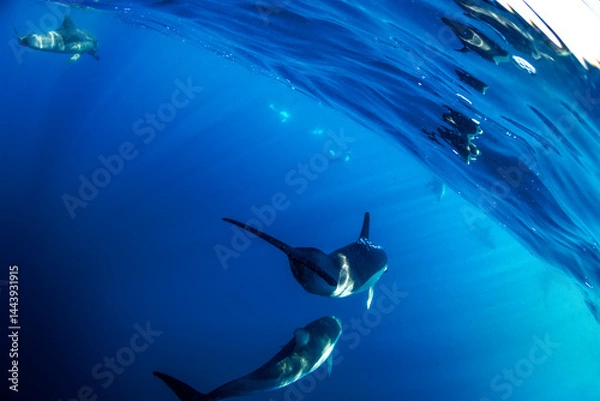 Fototapeta Dolphins surge through the surface off the coast of Port Stephens, Australia.