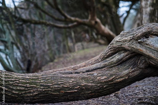 Fototapeta large curved tree branches