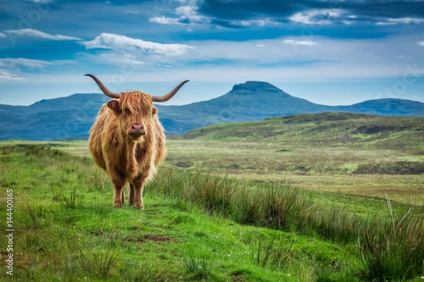 Fototapeta Wypas krów górskich na wyspie Skye w Szkocji