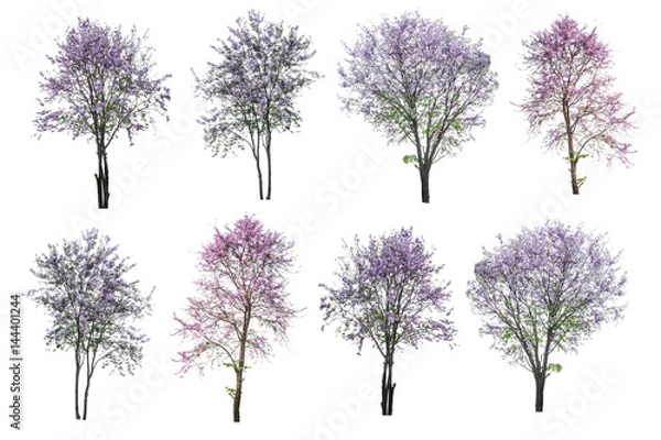 Obraz fioletowe drzewo (Lagerstroemia) na białym tle