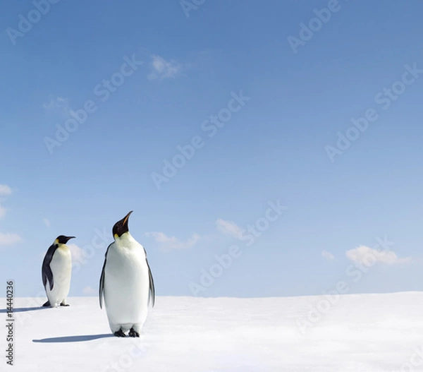 Obraz Spojrzeć w górę