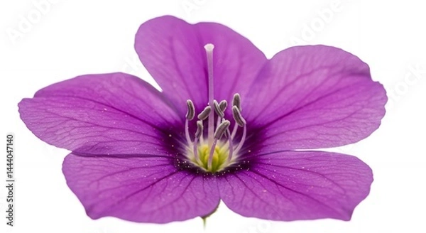 Fototapeta Macro shot of a beautiful purple flower with delicate petals and intricate details isolated against a clean white background, showcasing its natural beauty and floral structure