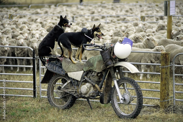 Obraz Sheep dogs watch over a flock of sheep from their motorbike..