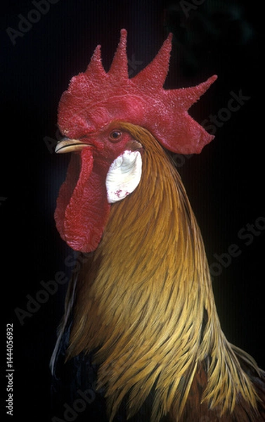 Obraz Rooster with red crop .