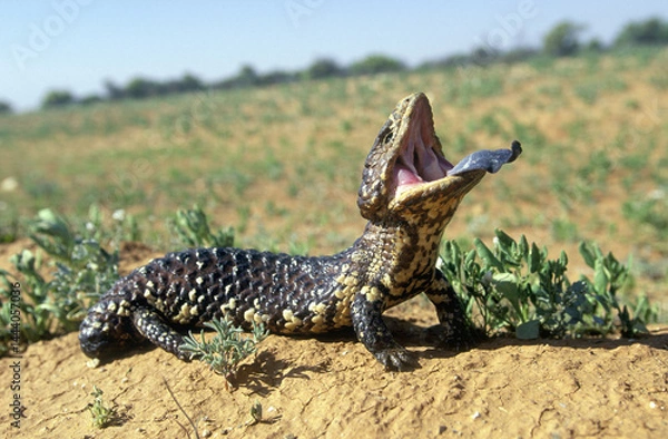 Obraz Shingle backed lizard showing his  blue tongue.