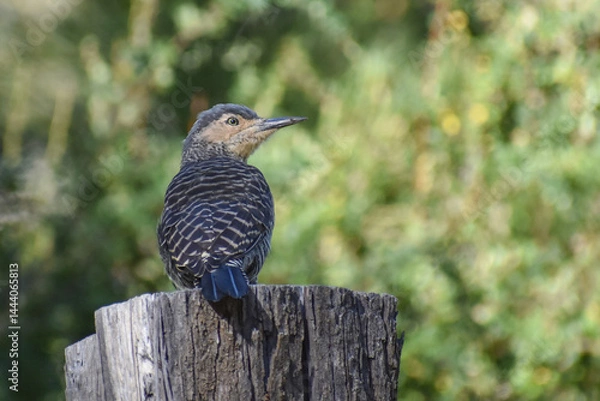 Fototapeta Chilean flicker (Colaptes pitius) perched on a fence in patagonia, argentina