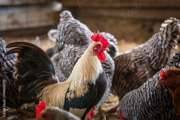 Fototapeta Rooster Among Chickens