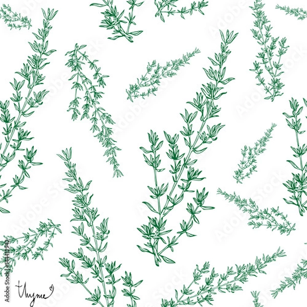 Fototapeta thyme plant seamless pattern