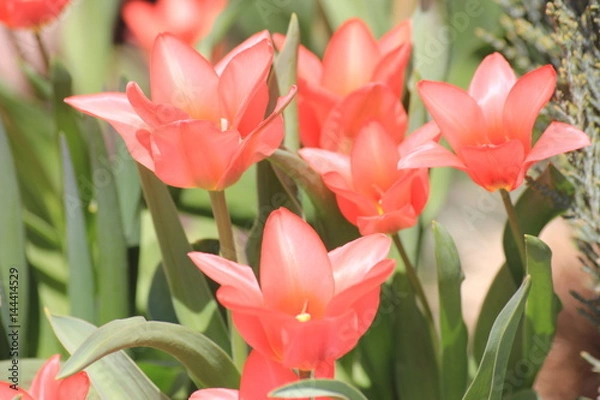 Obraz flowers red tulips in spring