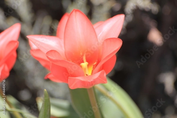 Obraz flowers red tulips in spring